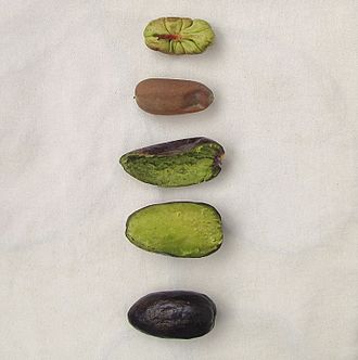 Annexe safou - fruit ouvert - Own work-AuthorT.K.Naliaka.jpg