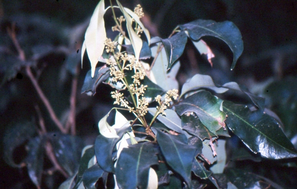 arbre à litchi