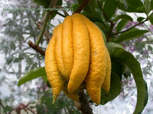 cédrat 'Main de Bouddha'