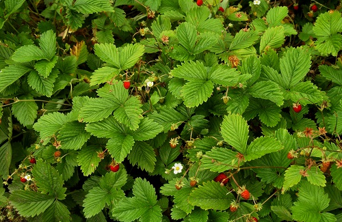Fragaria vesca