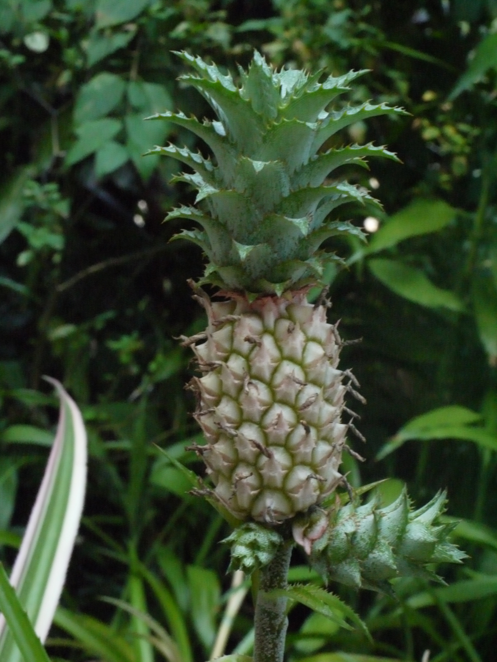 ananas comosus