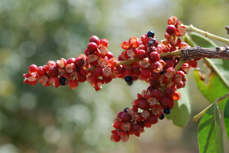 Fruits du Zanthoxylum zanthoxyloides