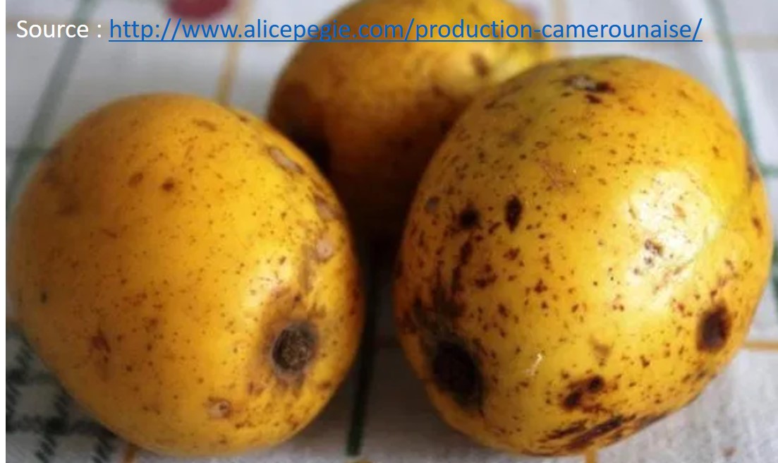 Fruits de kassimanga