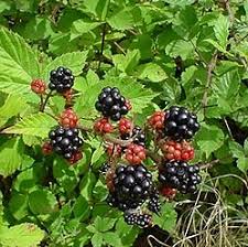 Rubus fruticosus image