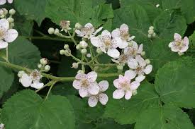Rubus fruticosus