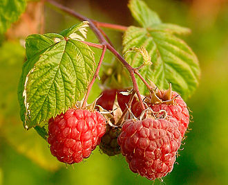 Framboises