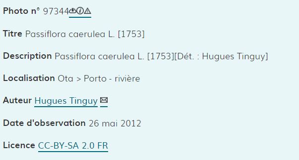 Description image passiflore