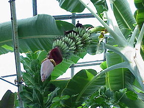 Musa acuminata (Wikipédia)