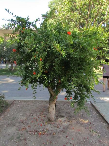 Punica granatum