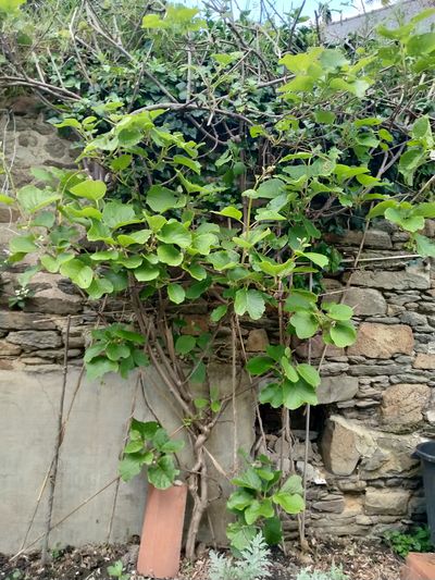 Le kiwi de mon jardin (Bretagne Nord)