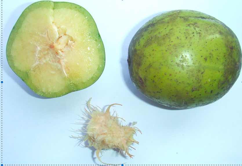 Spondias dulcis :fruits