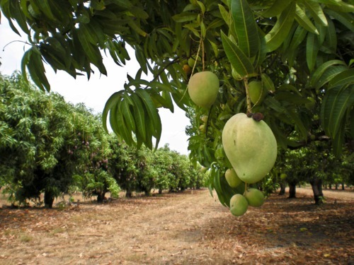 mangue