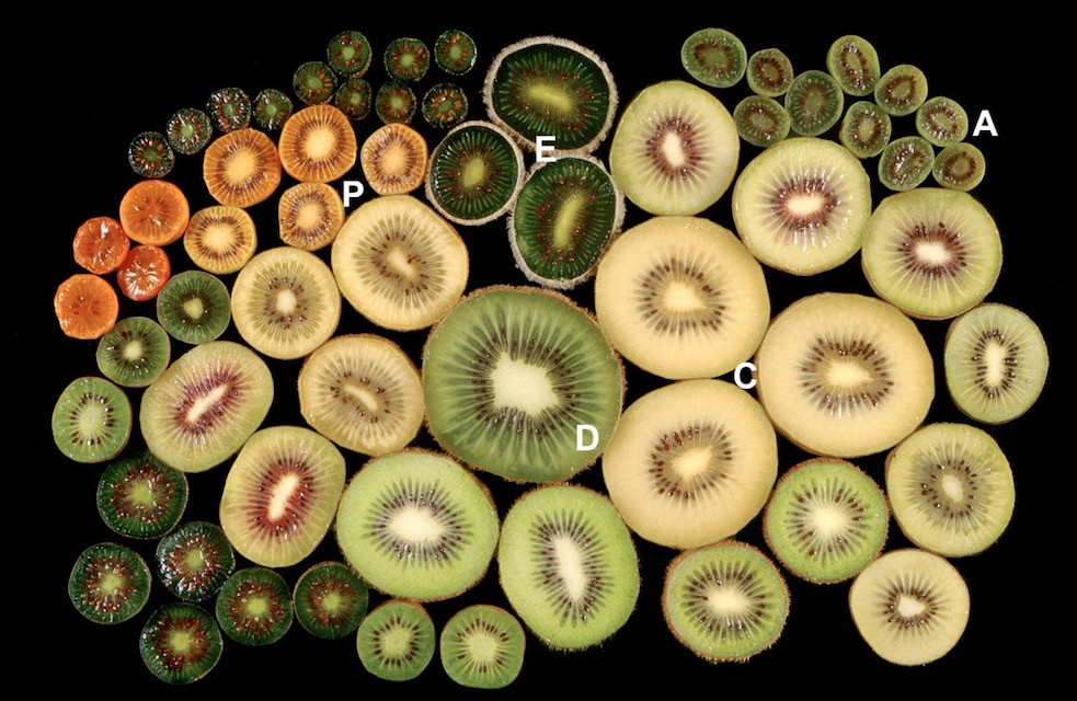 pleins de kiwis différents coupés en deux