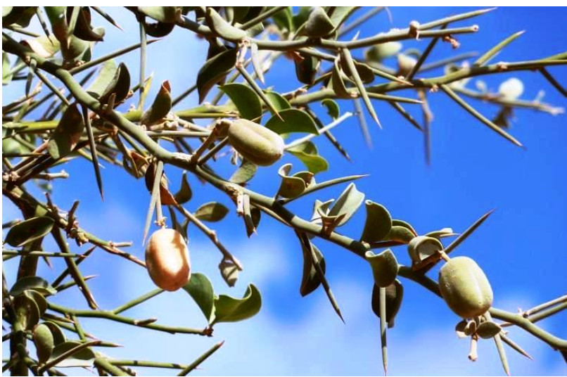 Balanites aegyptiaca (dattier du désert)