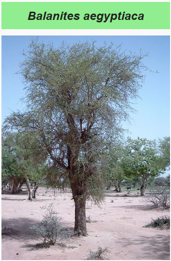 Balanites aegyptiaca (dattier du désert)