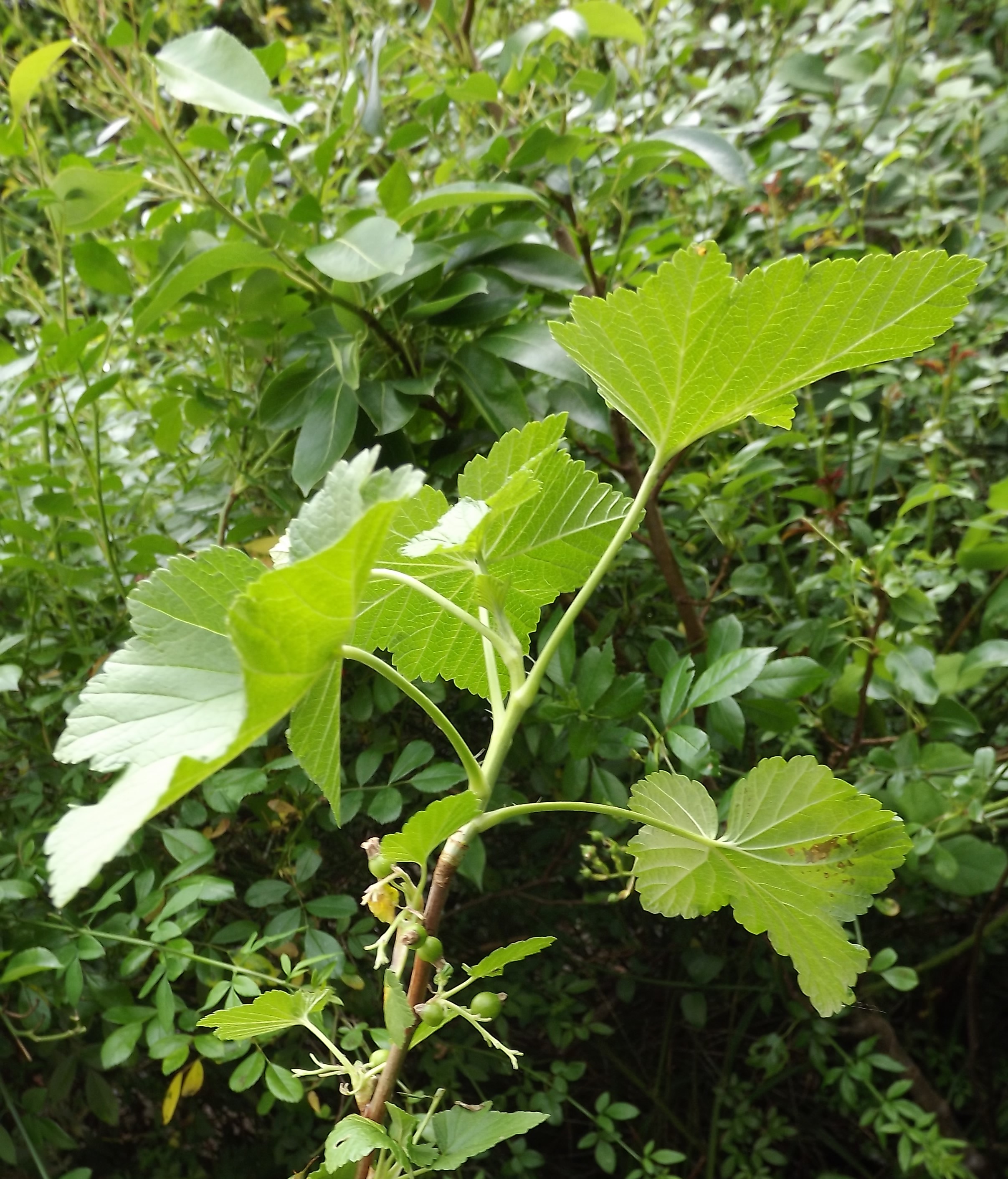 Ribes nigrum /cassissier