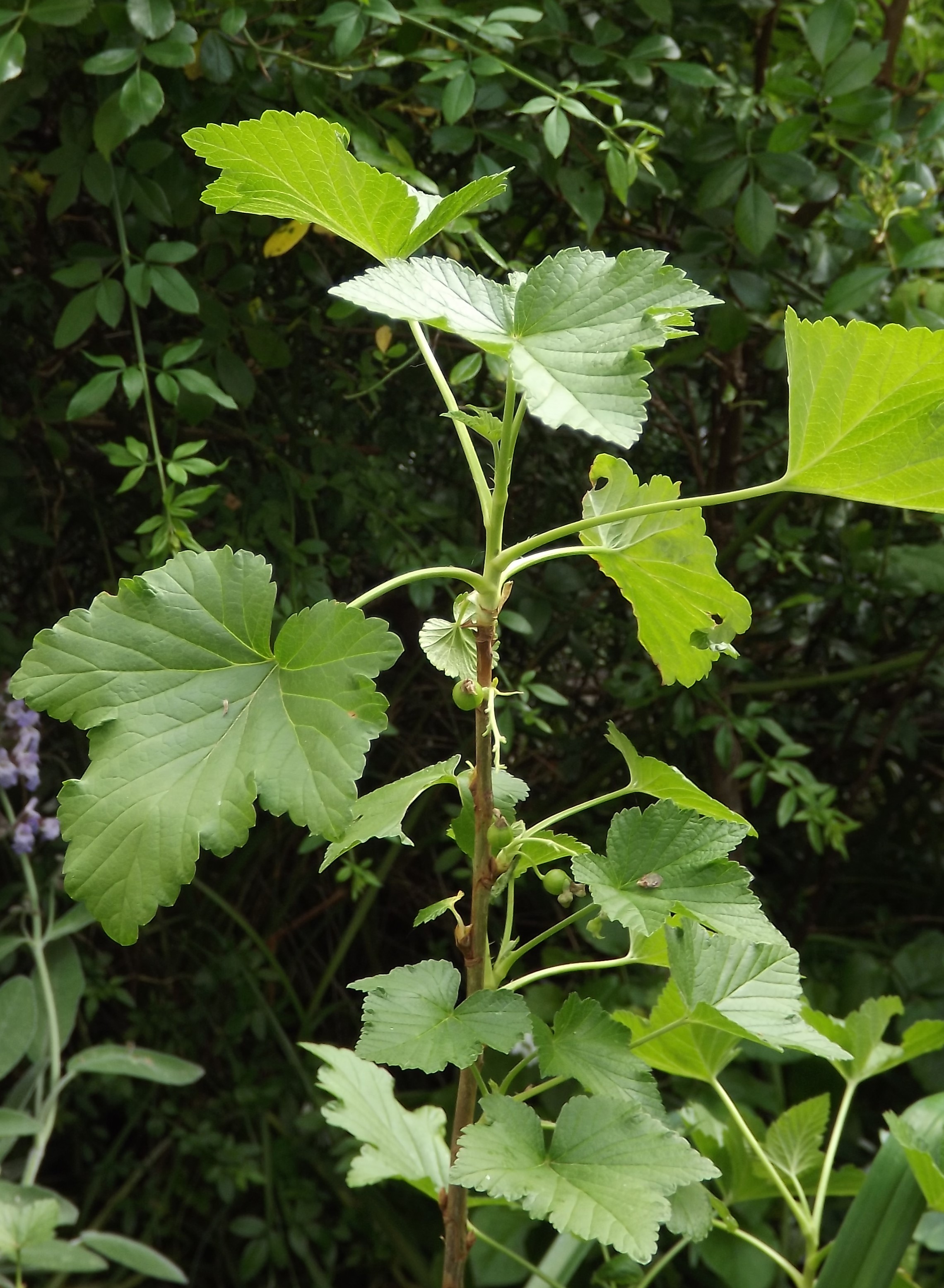 Ribes nigrum /cassissier