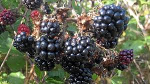 La mûre, un petit fruit sauvage à cueillir dans les haies