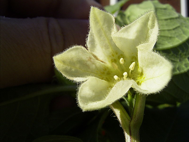 Fleur de physalis alkekengi