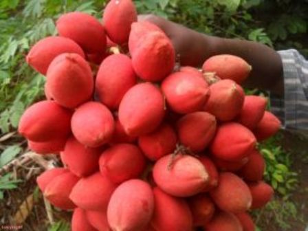 Trichoscypha acuminata - Raisin du Gabon