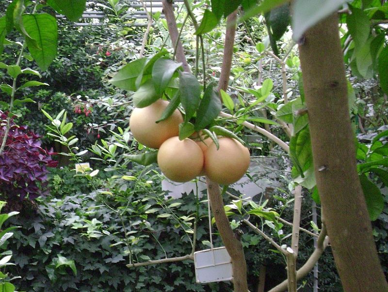 pomelo sur son arbre
