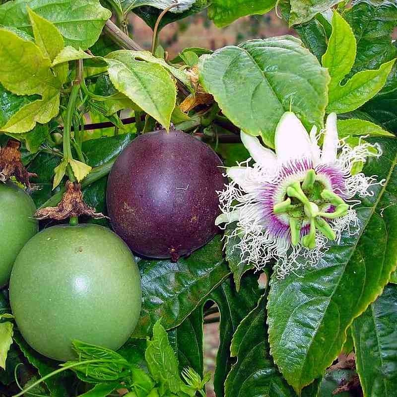 Passiflora edulis