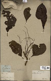 Annexe tile_0_0_0.jpg