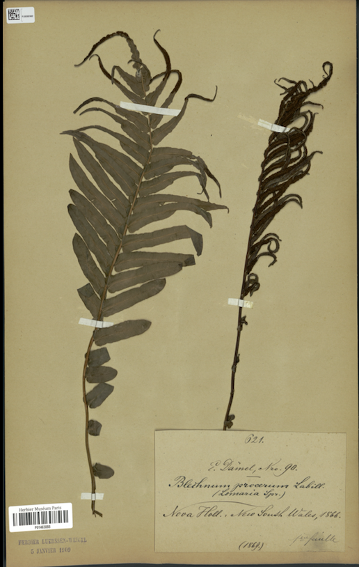Annexe Blechnum capense ( MNHNPPO1463088).png