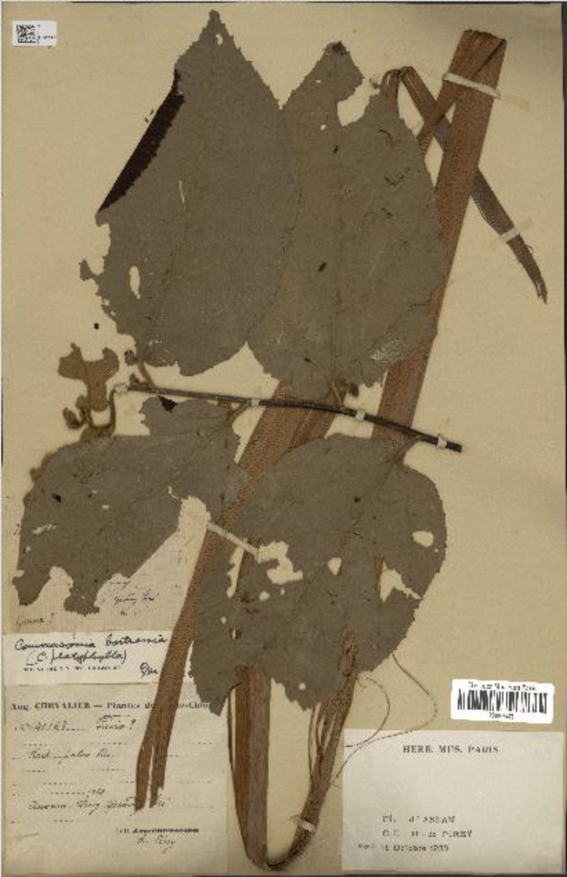 Annexe Capture d’écran 2020-04-17 à 10.31.27 - copie.jpg