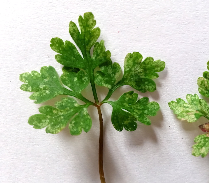 Annexe FEUILLE_HERBIER.jpg