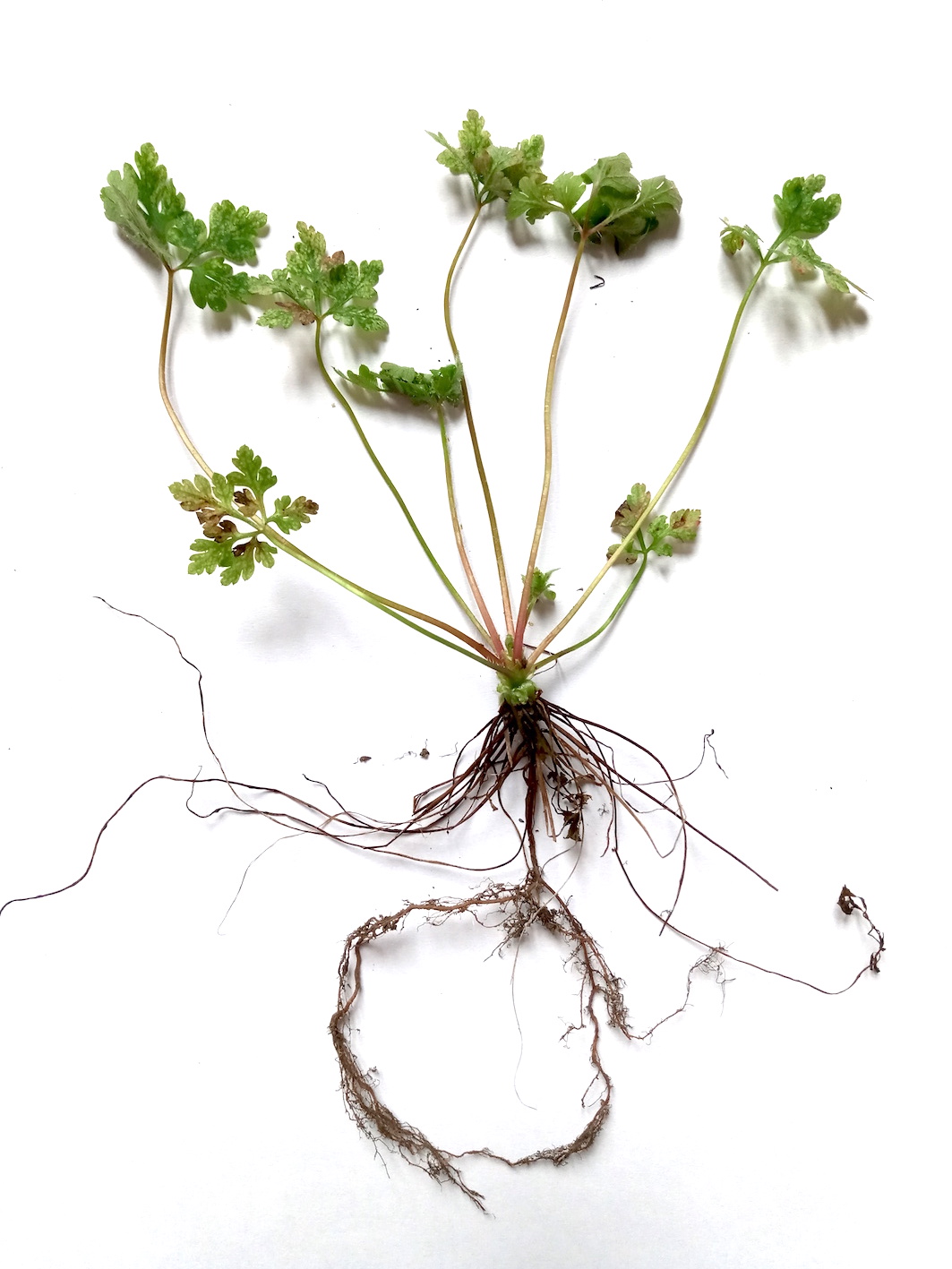 Annexe Planche_Herbier.jpg