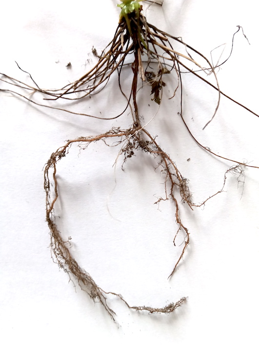 Annexe RACINE_HERBIER.jpg