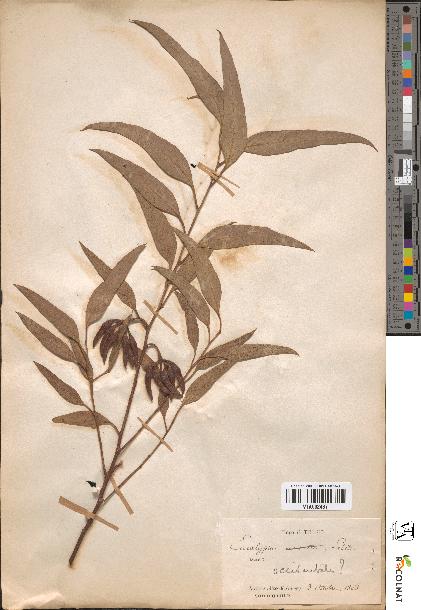 Annexe eucalyptus occidentalis.jpg