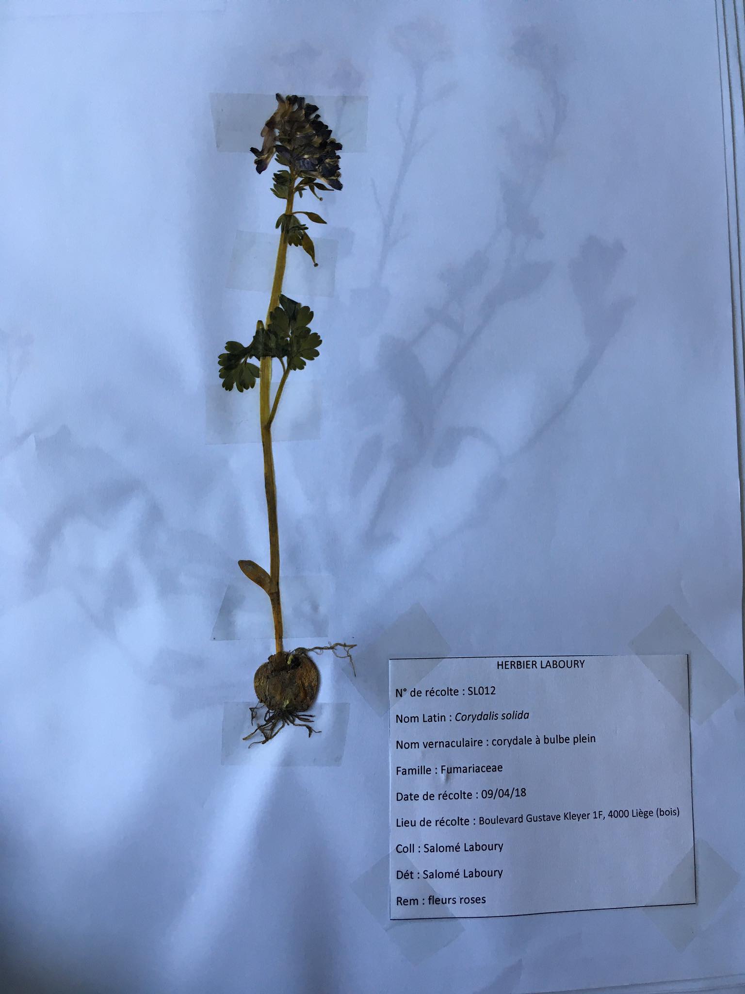 Annexe 93769444_325584728405484_2316825214819762176_n.jpg