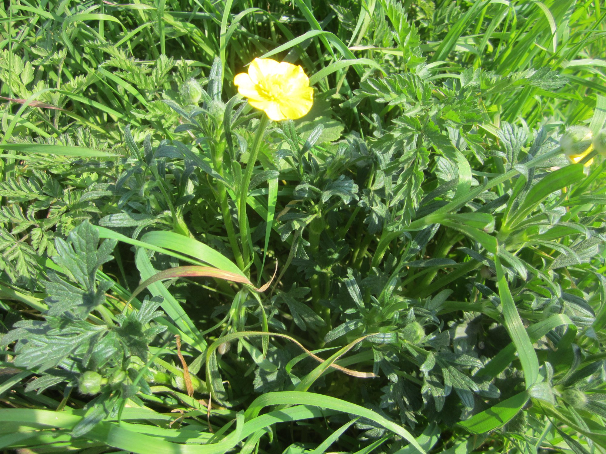 Annexe Ranunculus repens.jpg