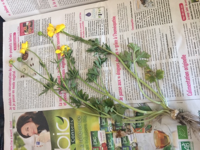 Annexe bouton dor.JPG