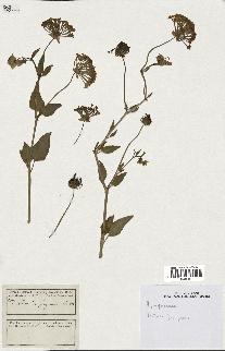 Annexe Alstonia fragrans.jpg