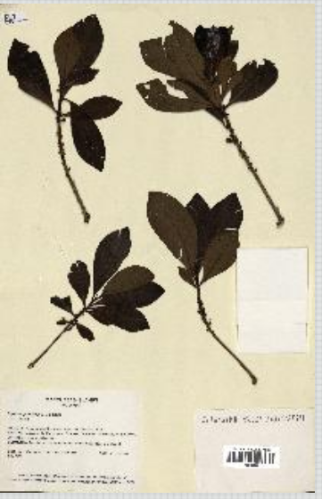 Annexe photo herbier  herbonautes.png