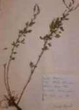 Annexe Planche herbier.jpg