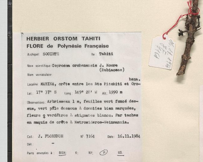 Annexe Coprosma orohenensis