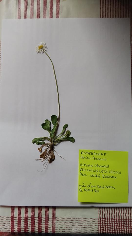 Annexe Herbier - chantal simain - paquerette- 18 04 2020.jpg