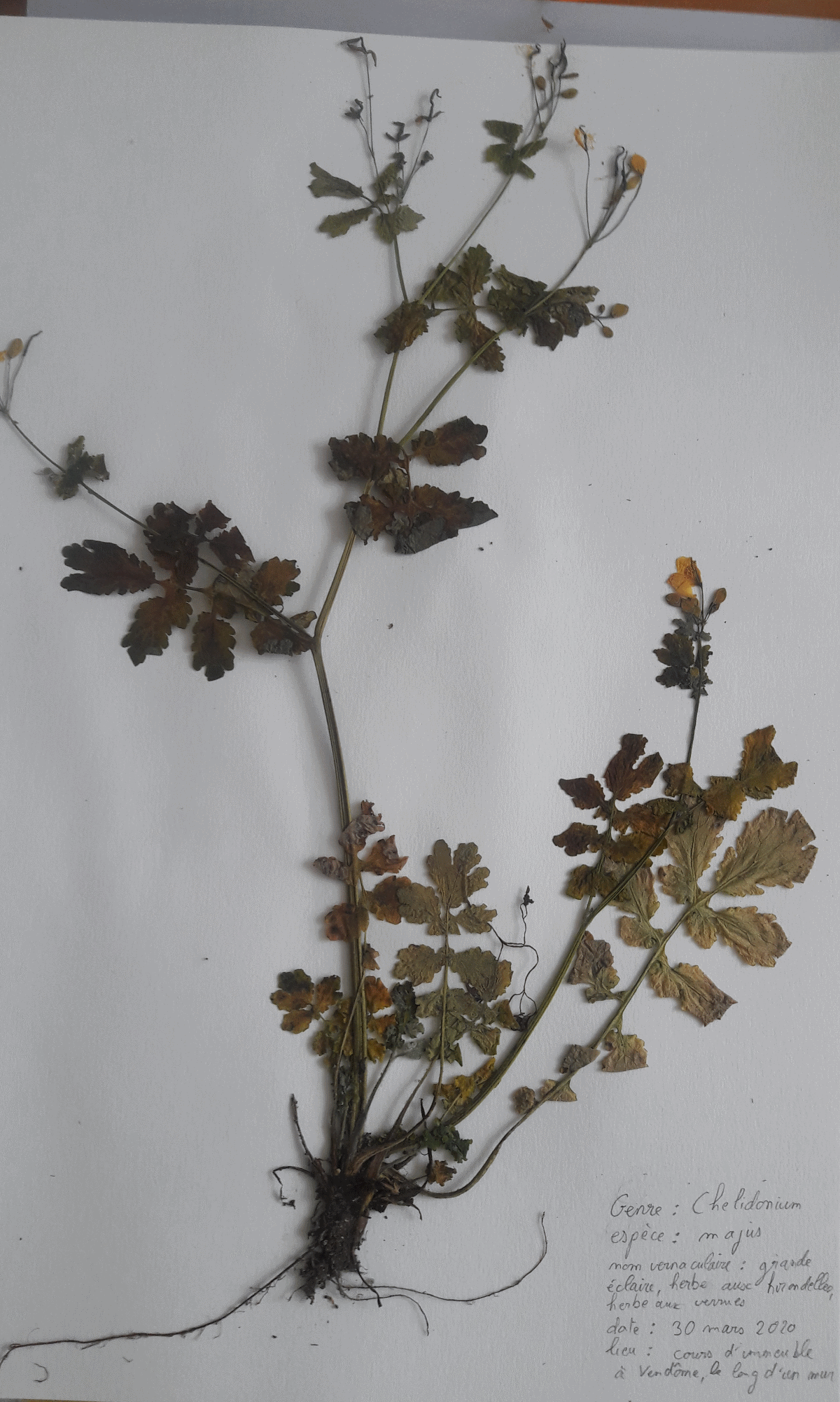 Annexe Chélidoine.png