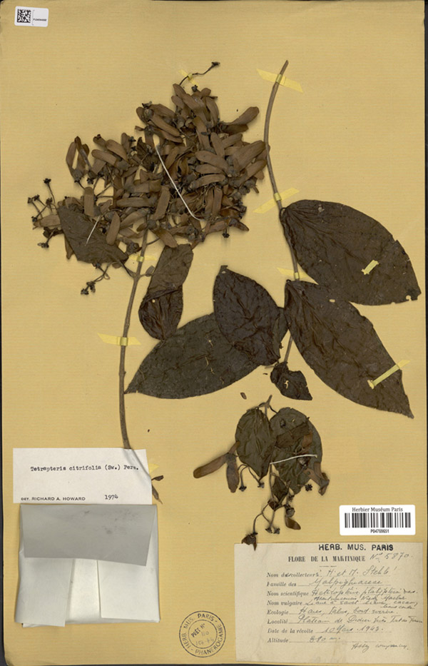 Annexe Petites Antilles.jpg