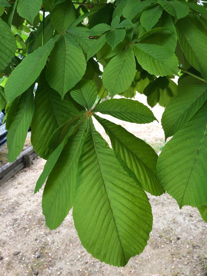 Annexe 93930474_1504441016407896_1524084529558454272_n.jpg