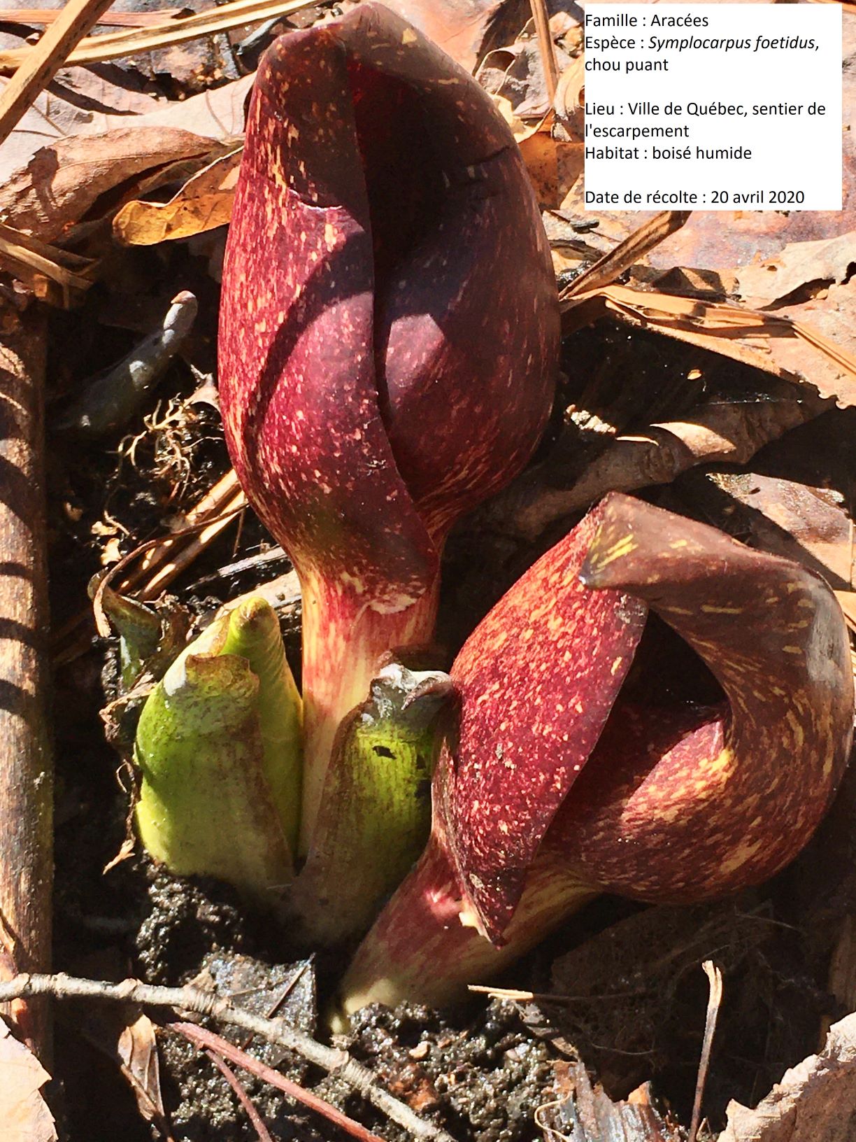 Annexe ChouPuant_Herbier2020-2.jpg