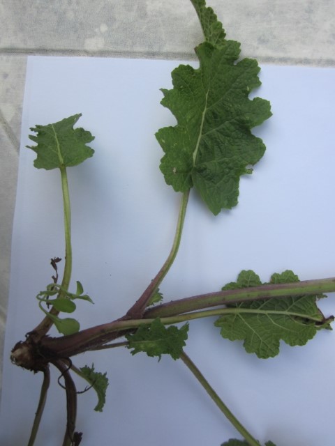 Annexe sauge des prés 1 (Small).JPG