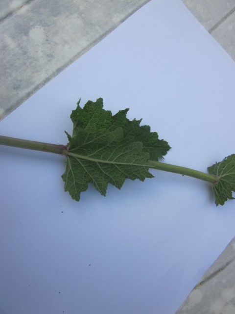 Annexe sauge des prés 2 (Small).JPG