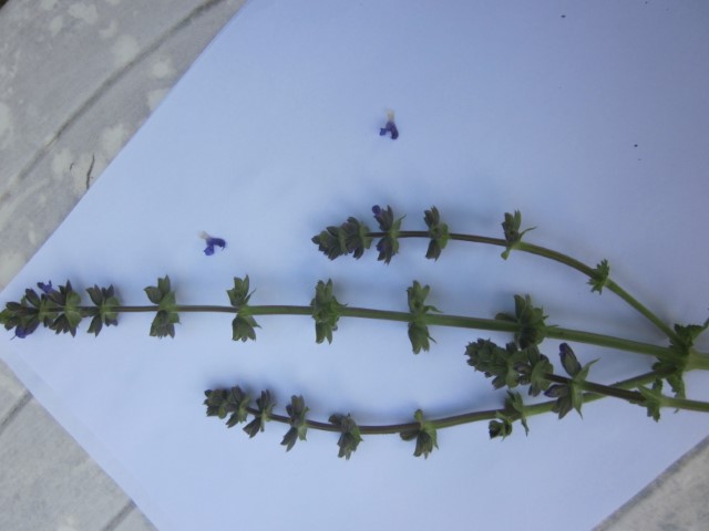 Annexe sauge des prés 3 (Small).JPG