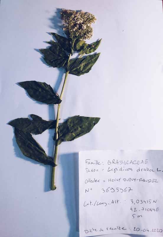 Annexe Lepidium draba L. - Brocoli sauvage.jpg