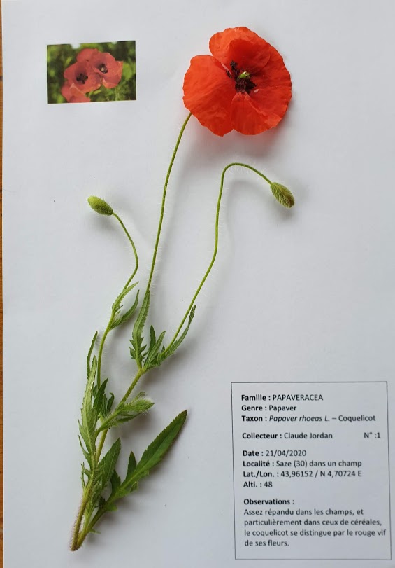 Annexe Et. Papaver rhoeas.jpg